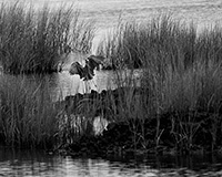 heron landing in marsh in black and white